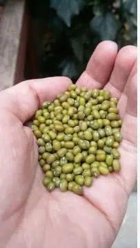 Desi Moong Dal