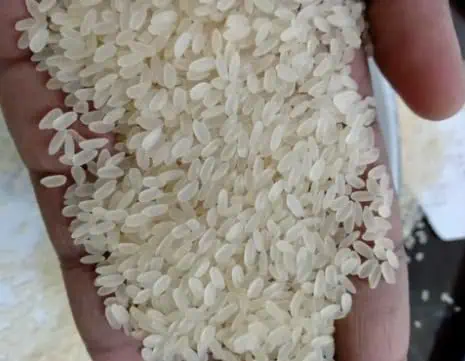 Sona Masoori Chawal