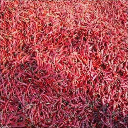 Champaran Village Laal mirch Chilli